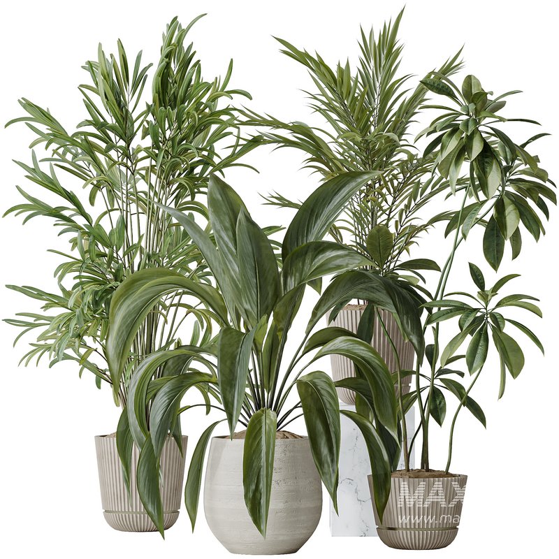 Indoor plants set 97 Dypsis Areca Palm and Spathiphyllum Wallisii - Image 1