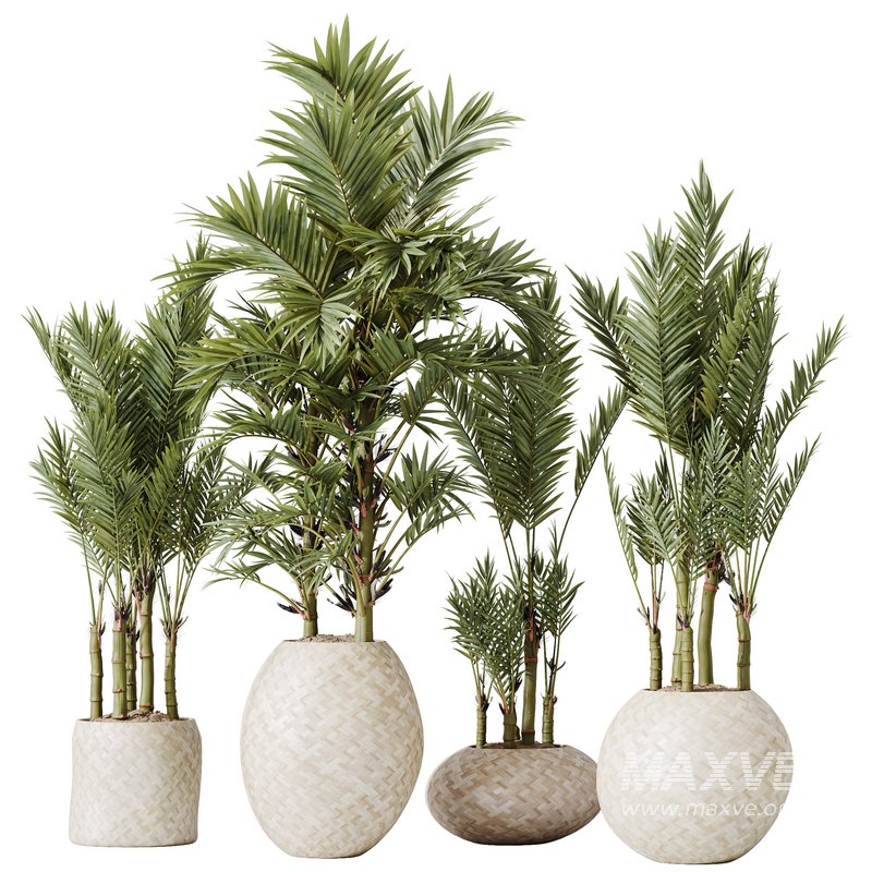 HQ HousePlants Cyara Areca Palm Paradise Kentia Everlasting Set03 - Image 1