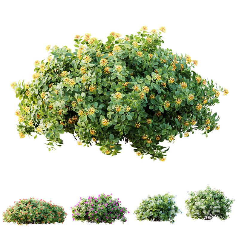 HQ Plants lantana Camara Confetti Bush - Image 1