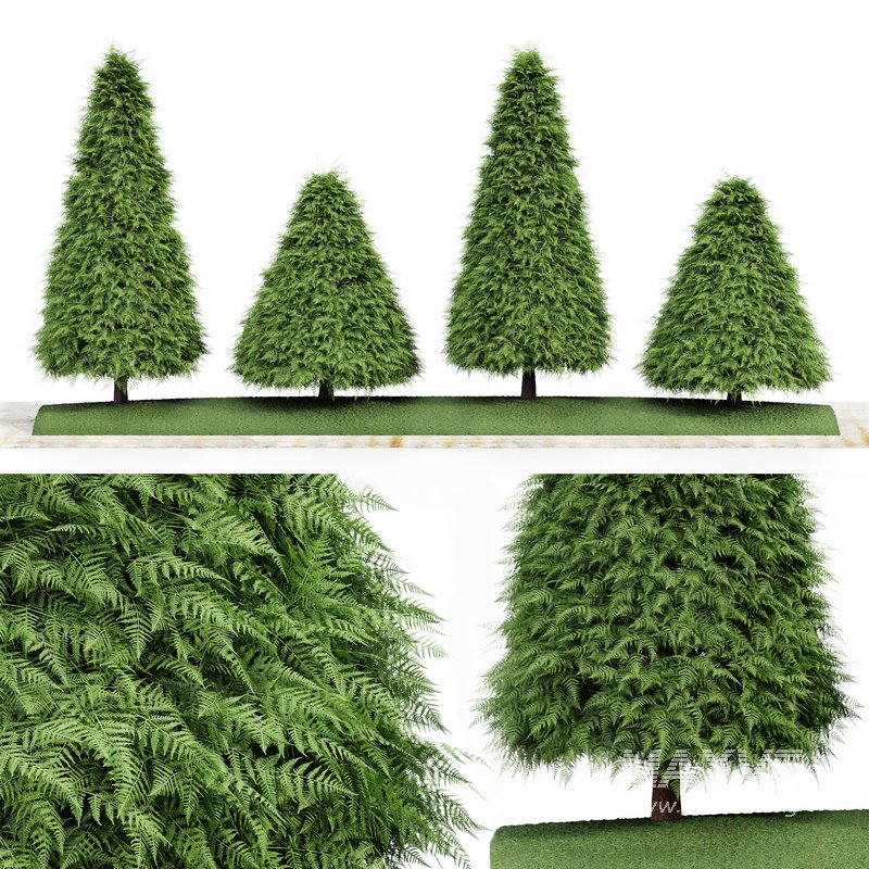 2 Different tree Cone shaped green coniferous - Image 1