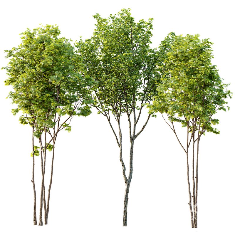 spring trees Ash Maple and Acer Pseudoplatanus - Image 1