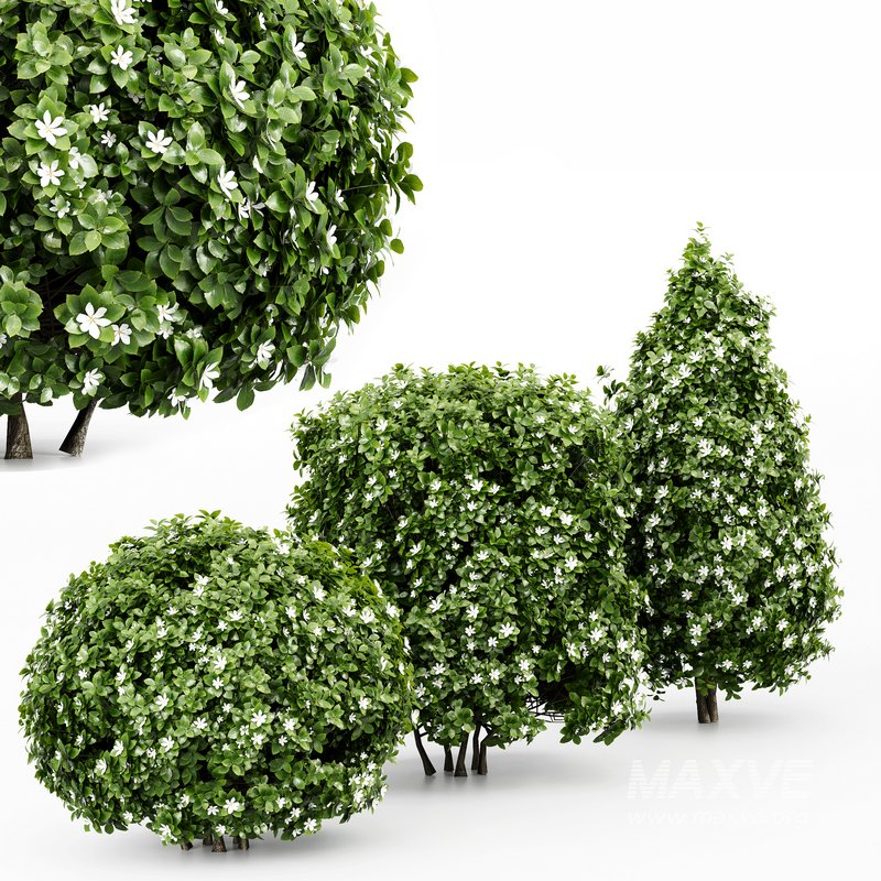 3 Houttuynia Gardenia augusta Gardenia jasminoides flower - Image 1