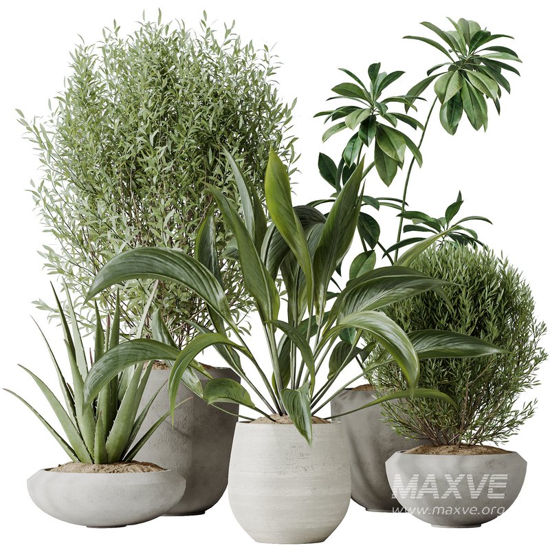 Indoor plants set 101 Spathiphyllum Wallisii and Ficus Cyathistipula - Image 1