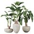 HQ HousePlants Cunjevoi Alocasia Jardin Brisbanensis Fittingly Elephant Set03 - Thumbnail 1