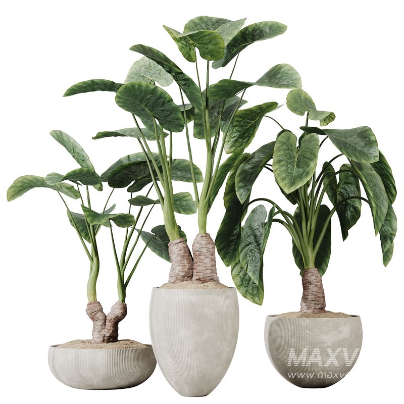 HQ HousePlants Cunjevoi Alocasia Jardin Brisbanensis Fittingly Elephant Set03 - Image 1