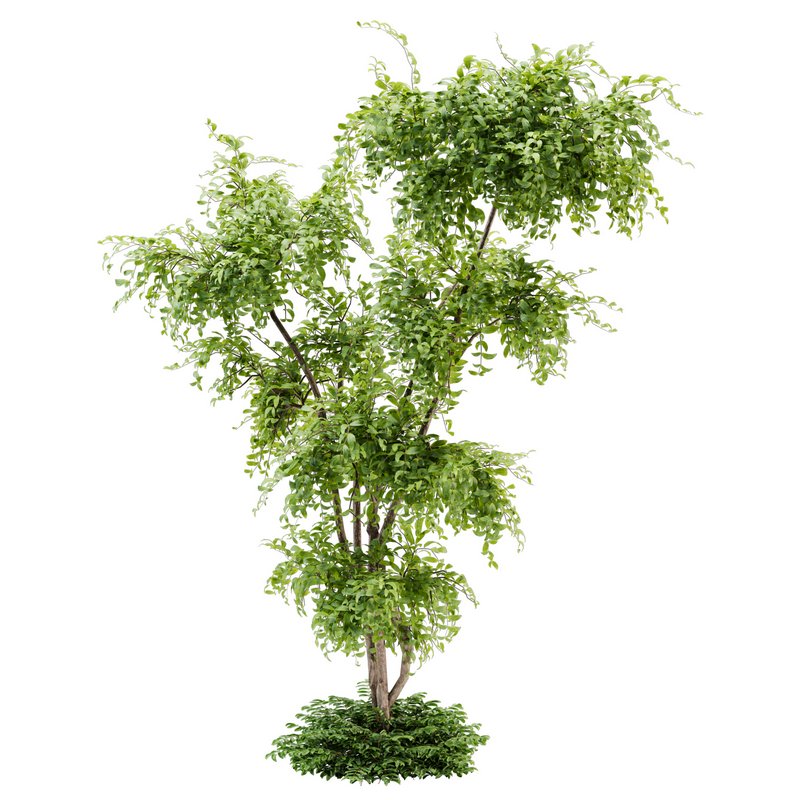 Outdoor Plant set01_Bucida buceras _set - Image 1