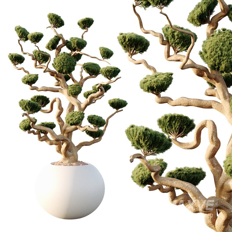 Potted sphere tree01 - Image 3