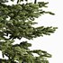 Black Spruce Picea Mariana Pine - Thumbnail 4