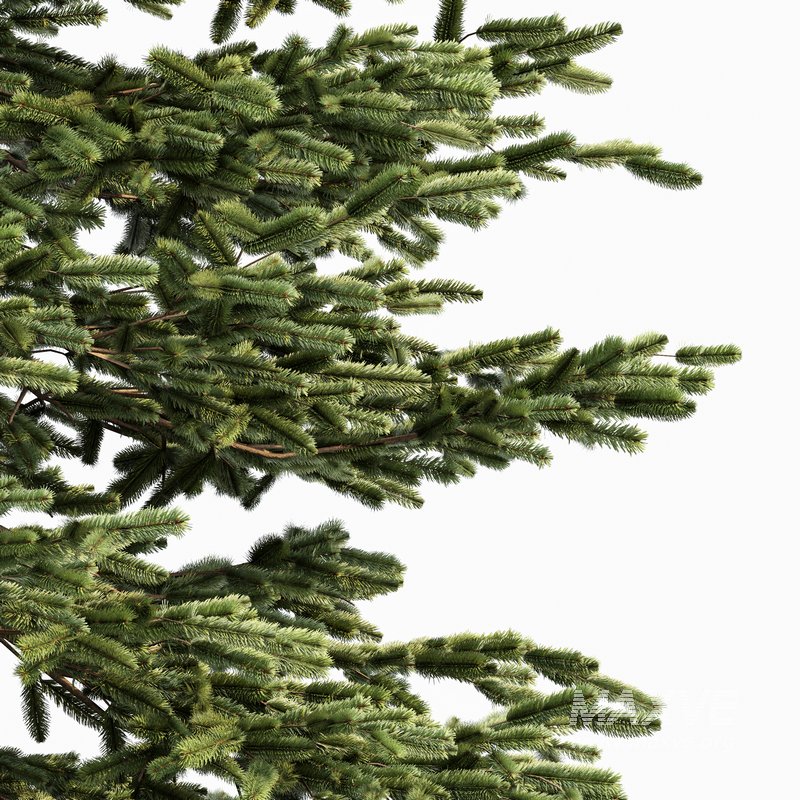 Black Spruce Picea Mariana Pine - Image 4