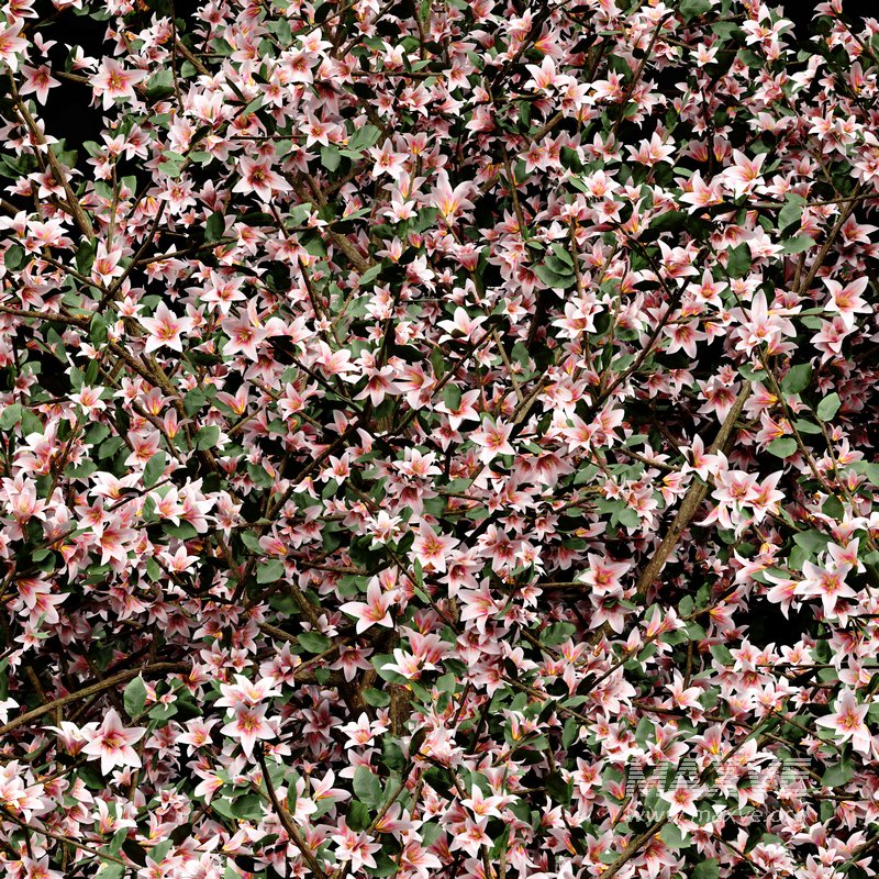 Blooming lemon tree - Image 3