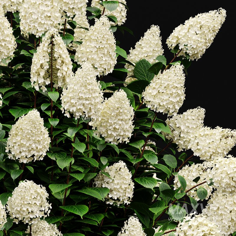 Hydrangea Paniculata Phantom - Image 1