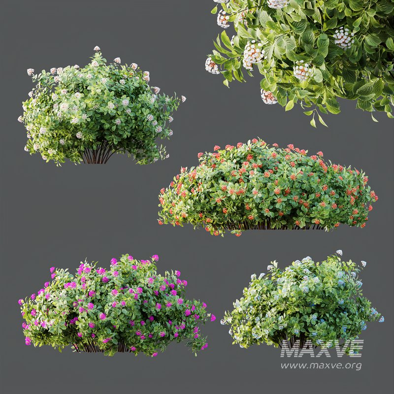 HQ Plants lantana Camara Confetti Bush - Image 5