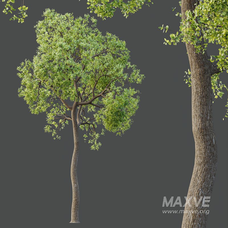 HQ Plants Shorea Robusta Sal Tree04 - Image 2