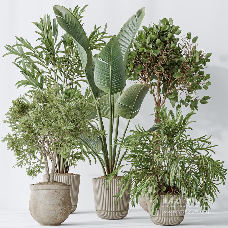 Indoor plants set 99 Lutescens Areca Palm and Ficus Benjamina and Paradise Strelitzia - Image 5