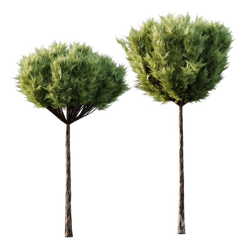 Italian Cypress Tree 15 - Image 2