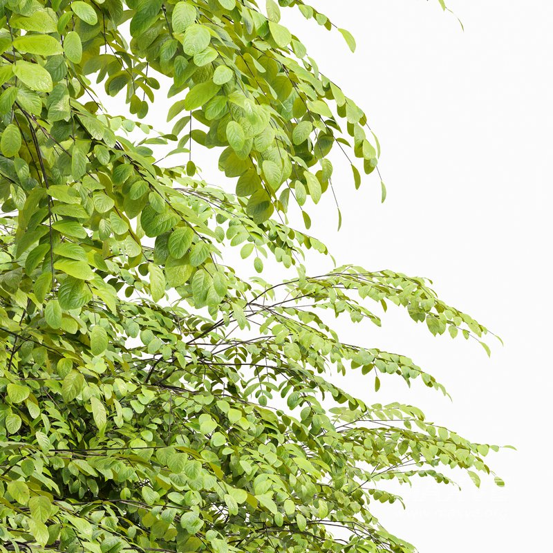 European Bladdernut Tree Staphylea Pinnata - Image 3