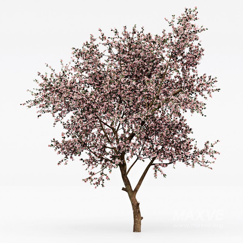 Blooming lemon tree - Image 5