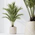 HQ HousePlants Cyara Areca Palm Paradise Kentia Everlasting - Thumbnail 2