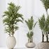 HQ HousePlants Cyara Areca Palm Paradise Kentia Everlasting Set03 - Thumbnail 2