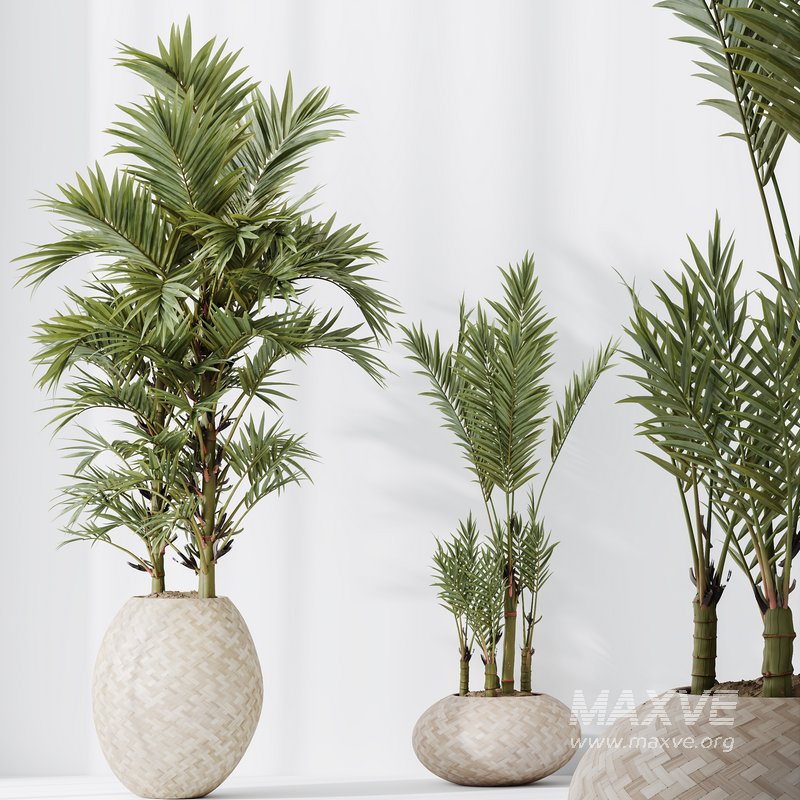HQ HousePlants Cyara Areca Palm Paradise Kentia Everlasting Set03 - Image 2