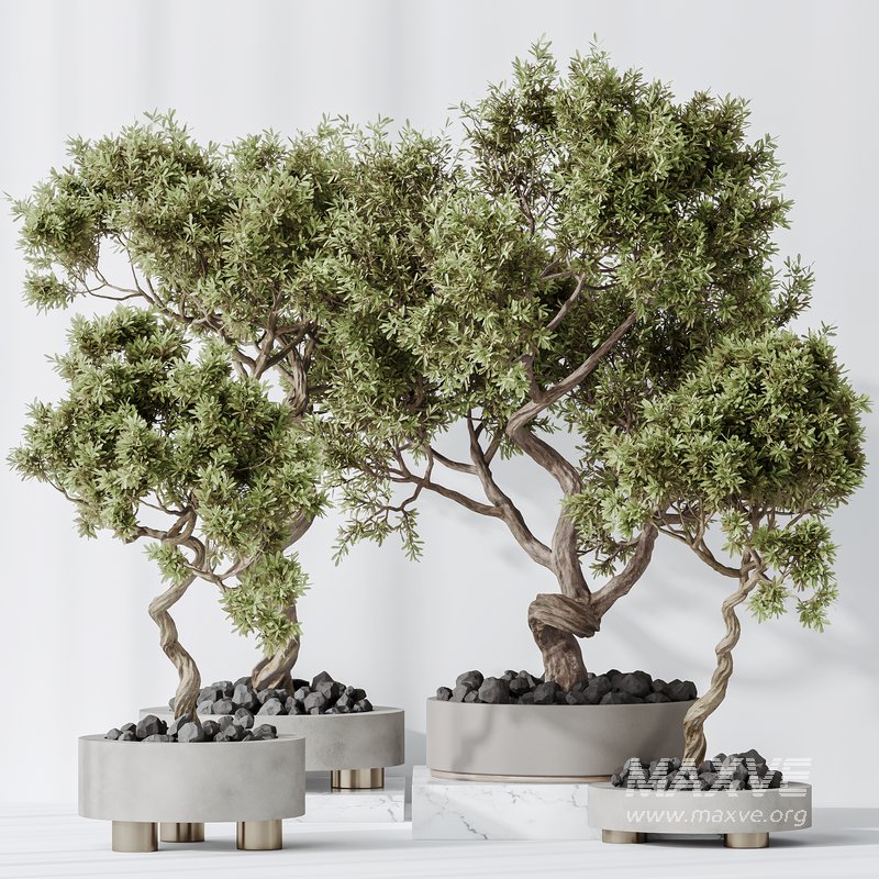 Indoor plants set 104 Microcarpa Bonsai Ginseng and Wilsonii Chemlali Olive - Image 2