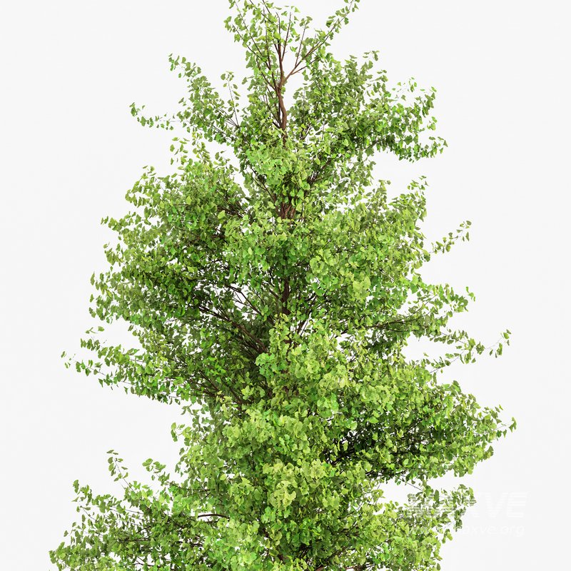 Maidenhair Tree Ginkgo Biloba - Image 4