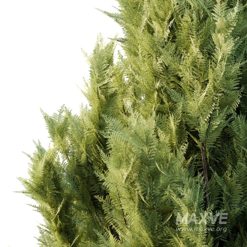 Italian Cypress Tree 17 - Image 3