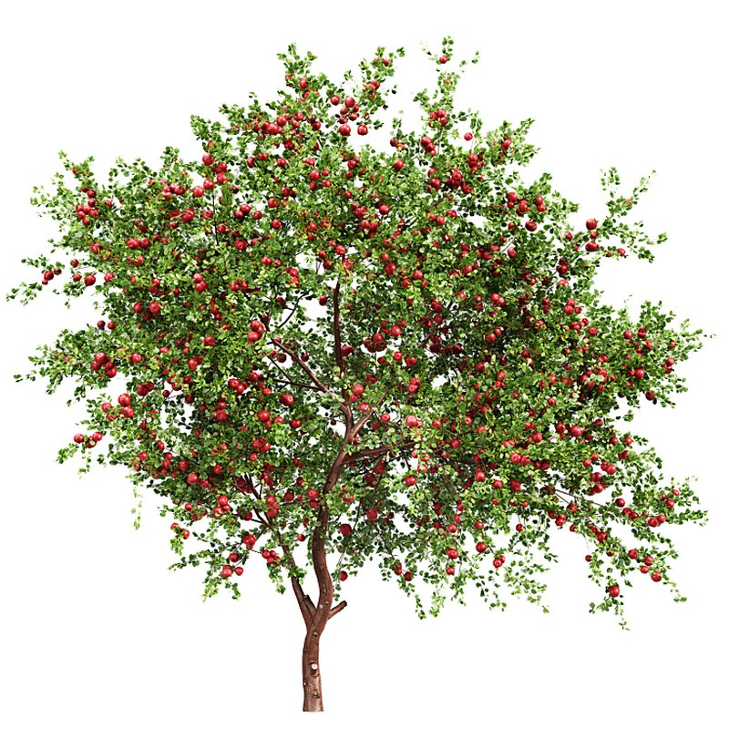 Apple fruit tree - Image 3