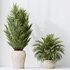 HQ HousePlants Cyara Areca Palm Paradise Kentia Everlasting Set02 - Thumbnail 2