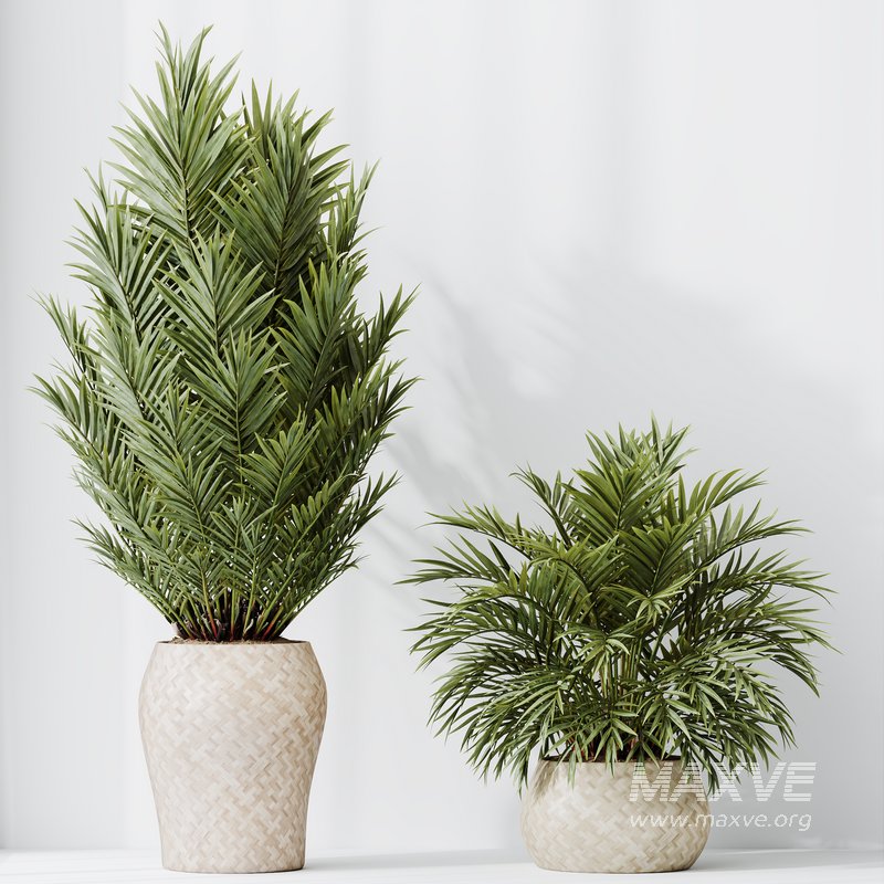 HQ HousePlants Cyara Areca Palm Paradise Kentia Everlasting Set02 - Image 2