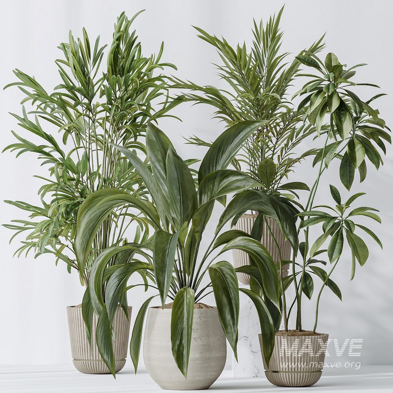 Indoor plants set 97 Dypsis Areca Palm and Spathiphyllum Wallisii - Image 6