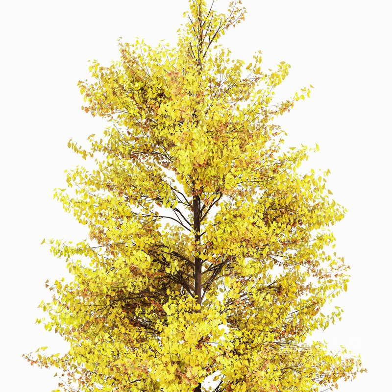 Maidenhair Tree Ginkgo Biloba Fall - Image 2