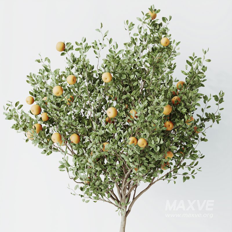 HQ HousePlants Mandarin Citrus Fruit Orange Calamondin Tree Set02 - Image 2