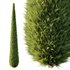 Italian Cypress Tree 14 - Thumbnail 3