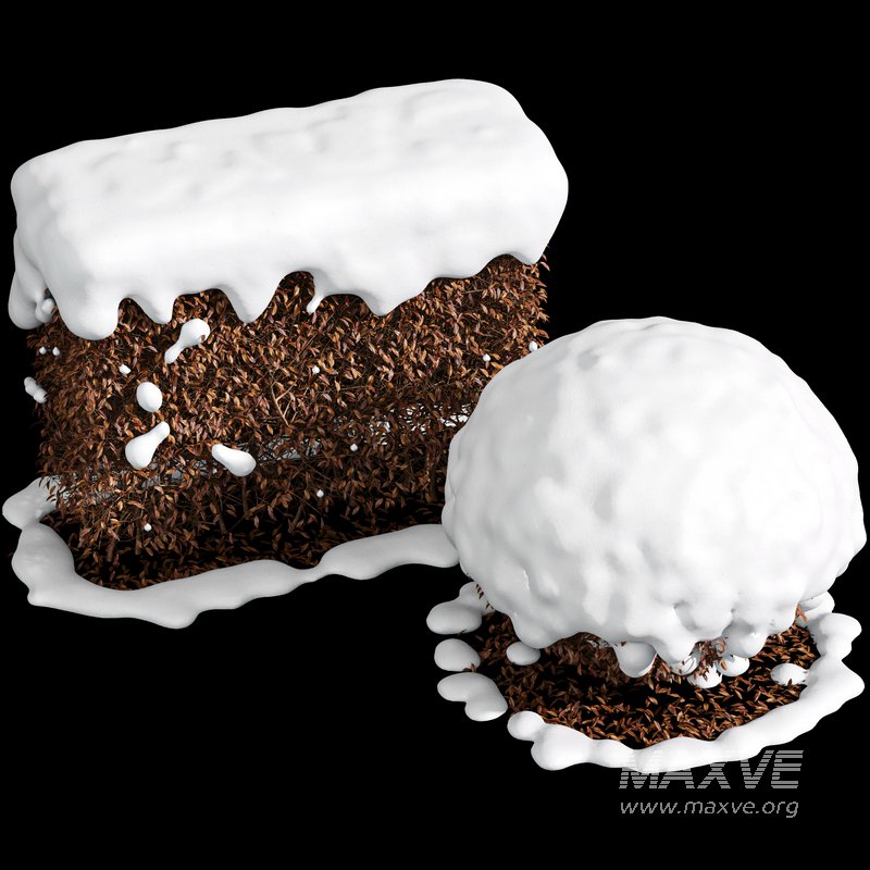 Dwarf Yaupon Holly Winter - Image 2