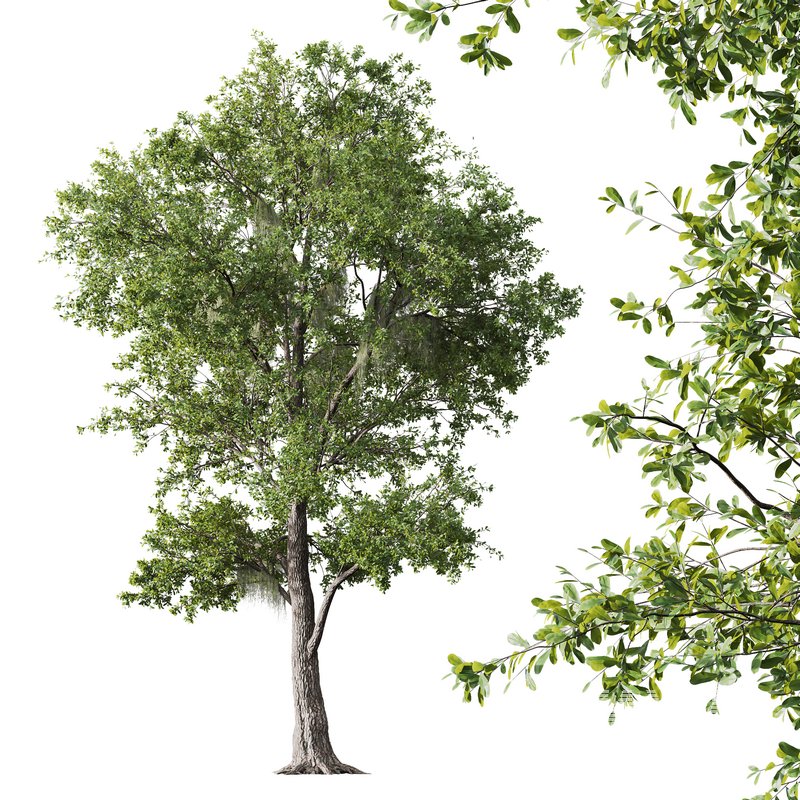 Angel Oak Live Tree Spanish Moss and Weeping Willow - Image 6