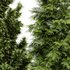 5 Different tree Leyland cypress Slender Hinoki Rocky Mountain green coniferous Cupressocyparis - Thumbnail 1
