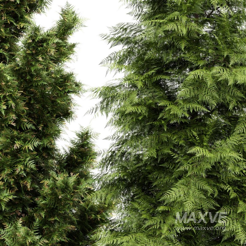 5 Different tree Leyland cypress Slender Hinoki Rocky Mountain green coniferous Cupressocyparis - Image 1