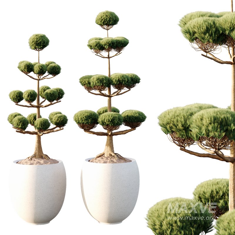 Potted sphere tree03 - Image 3