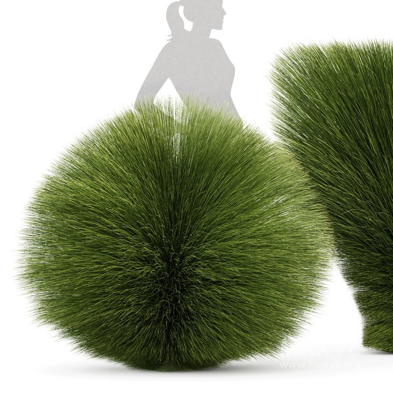 description Maiden Grass Miscanthus sinensis Gracillimus Tuin Grassen - Image 5