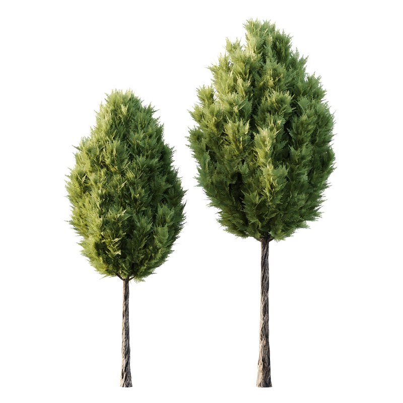 Italian Cypress Tree 18 - Image 1