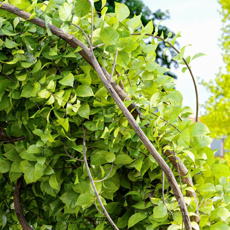 Magical Tree Tunnel Was Carved Out - Image 3