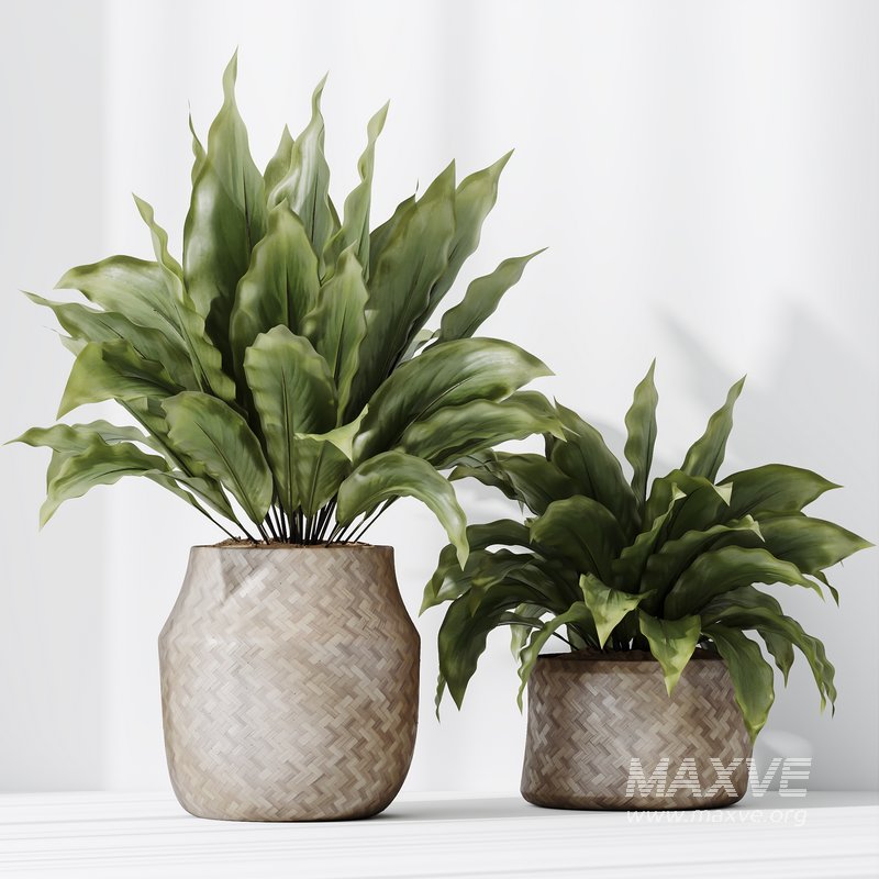 HQ HousePlants Spathiphyllum Wallisii Bellini Peace Lily Domino Set04 - Image 2
