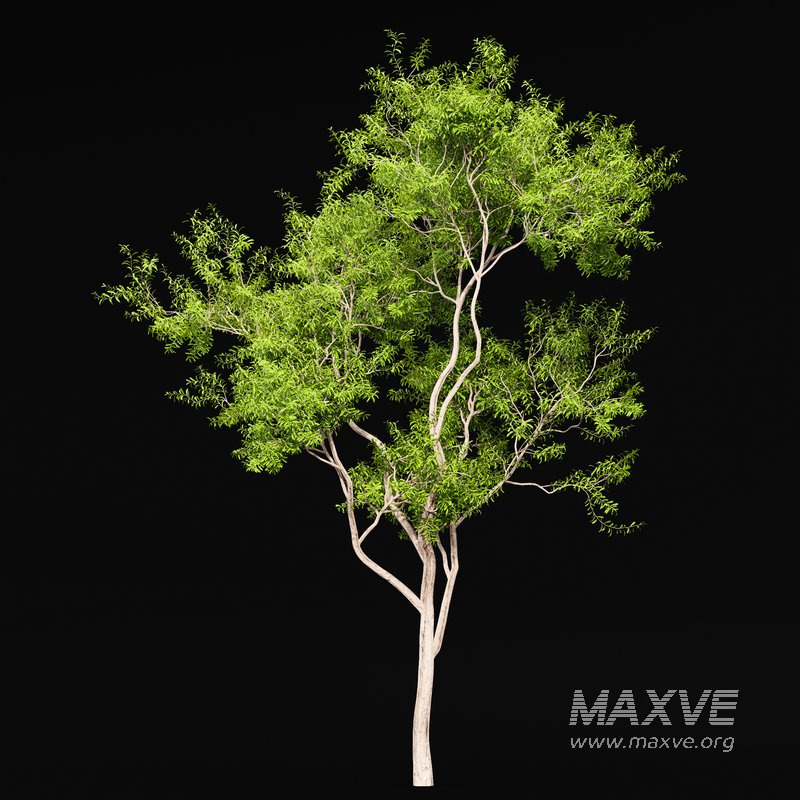 Ghost Gum Tree Corymbia Aparrerinja - Image 3