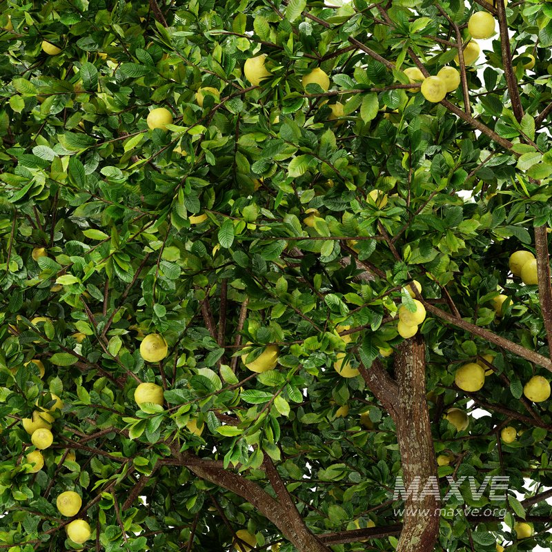 Fruit tree Lemon - Image 2