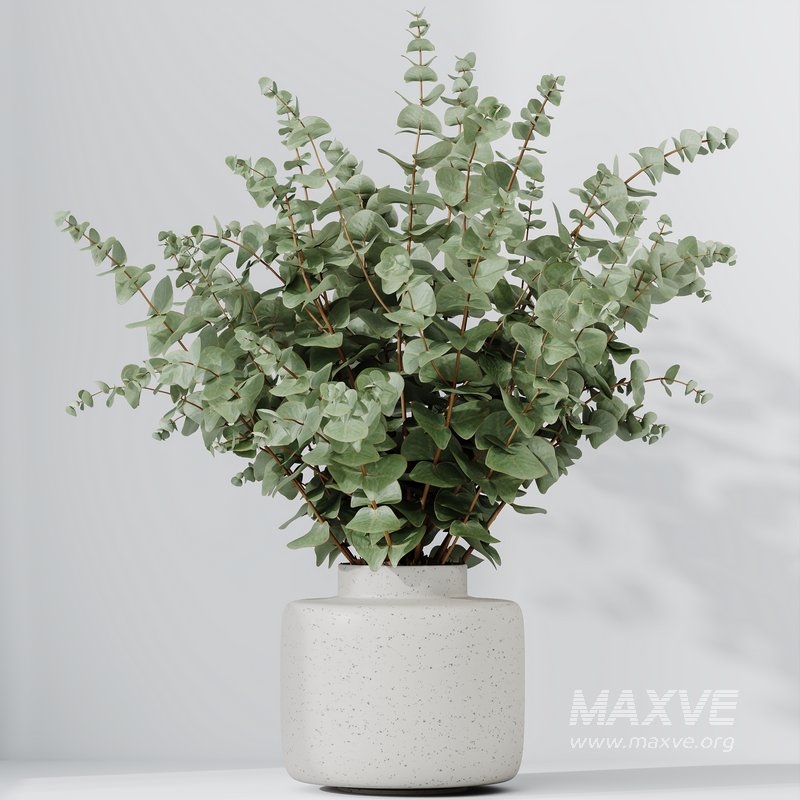 HQ HousePlants Branche Decorative Foliage Dollar Authentic Eucalyptus Bouquet Set02 - Image 2