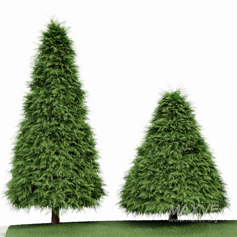 2 Different tree Cone shaped green coniferous - Image 5