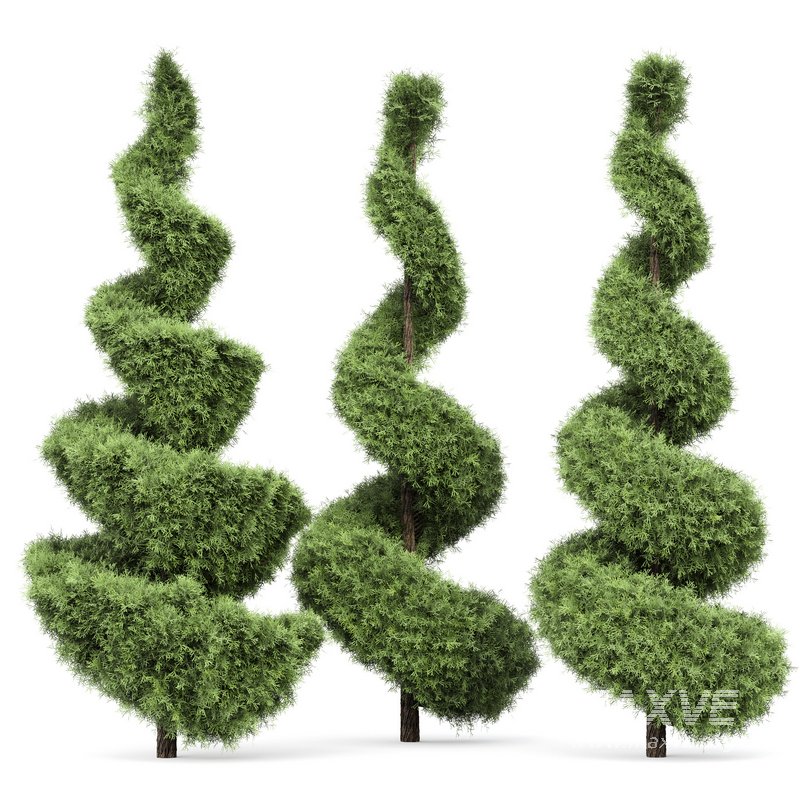 Beloved Italian Cypress trees ideas - Image 3