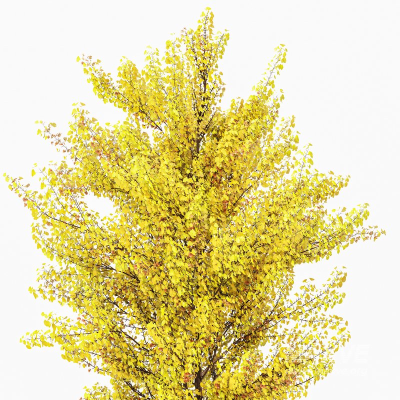 Maidenhair Tree Ginkgo Biloba Fall Gardens - Image 2