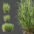HQ Plants Elephant Grass Pennisetum Purpureum - Thumbnail 3
